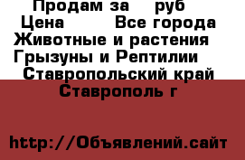 Продам за 50 руб. › Цена ­ 50 - Все города Животные и растения » Грызуны и Рептилии   . Ставропольский край,Ставрополь г.